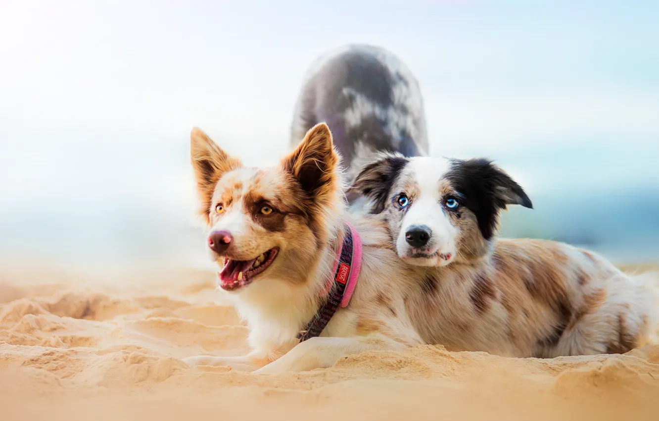 Photo wallpaper background, each, dog