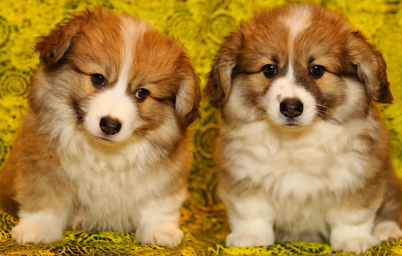 Photo wallpaper yellow, background, two, portrait, dog, fluffy, puppy, fabric