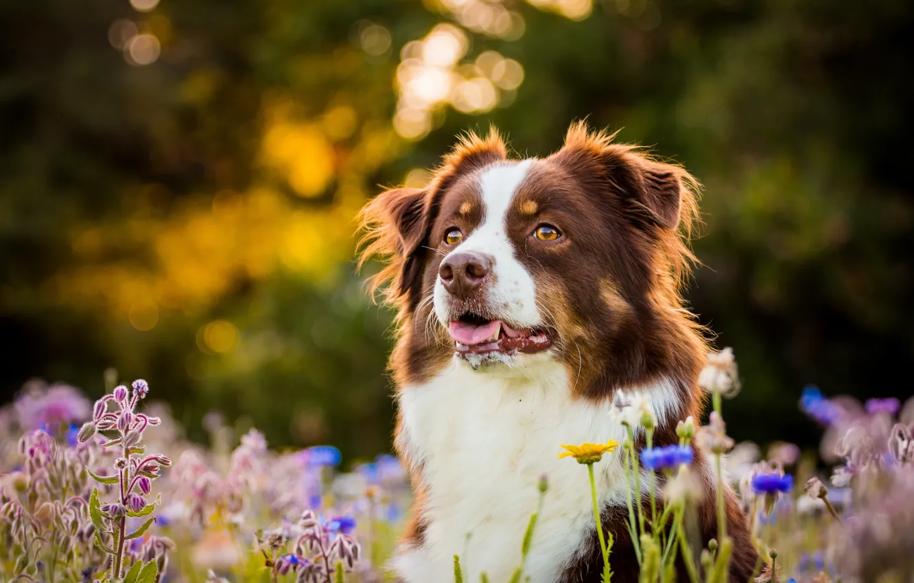 Photo wallpaper face, flowers, dog, Australian shepherd