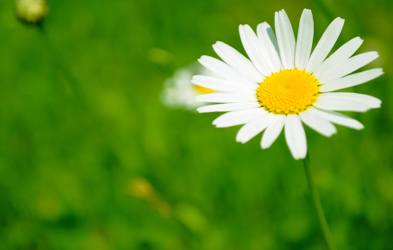 Photo wallpaper field, white, flowers, yellow, green, chamomile, petals