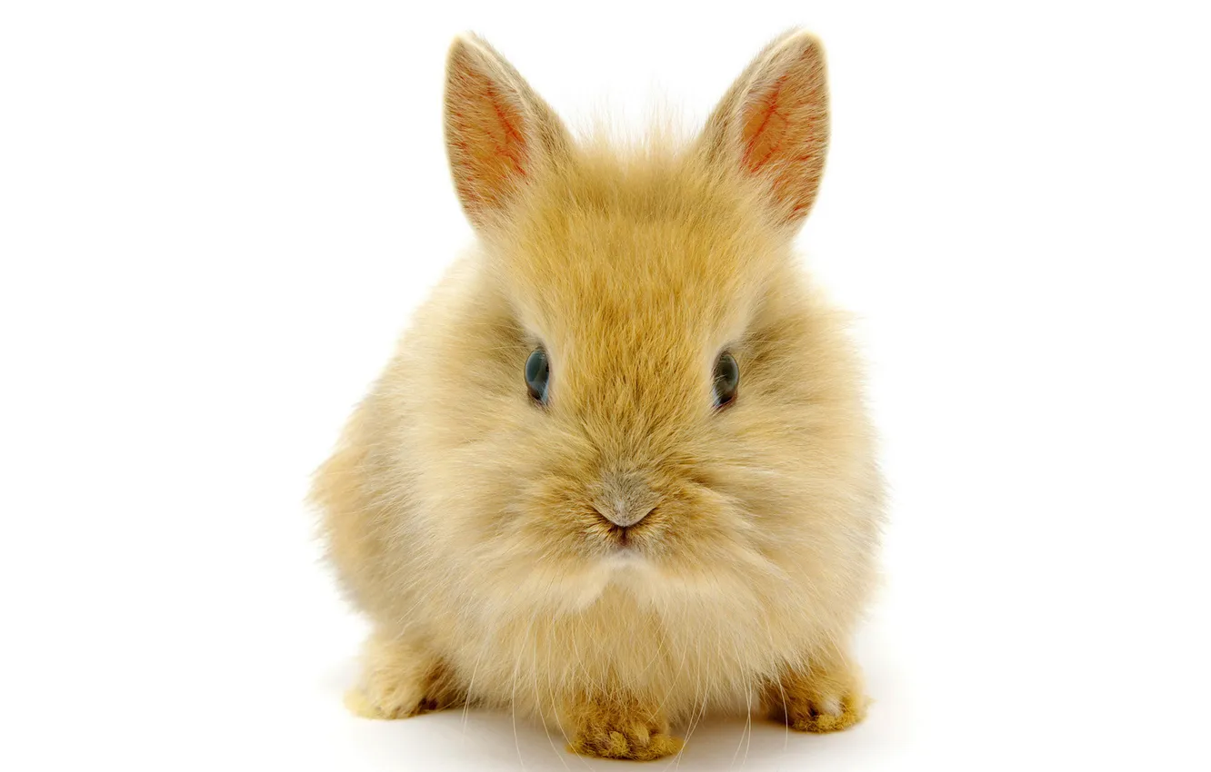 Photo wallpaper rabbit, baby, pussy, ears
