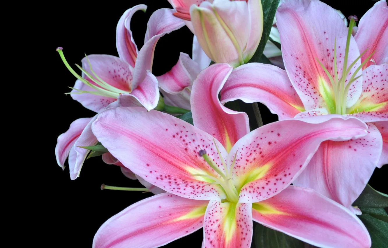 Photo wallpaper macro, Lily, petals