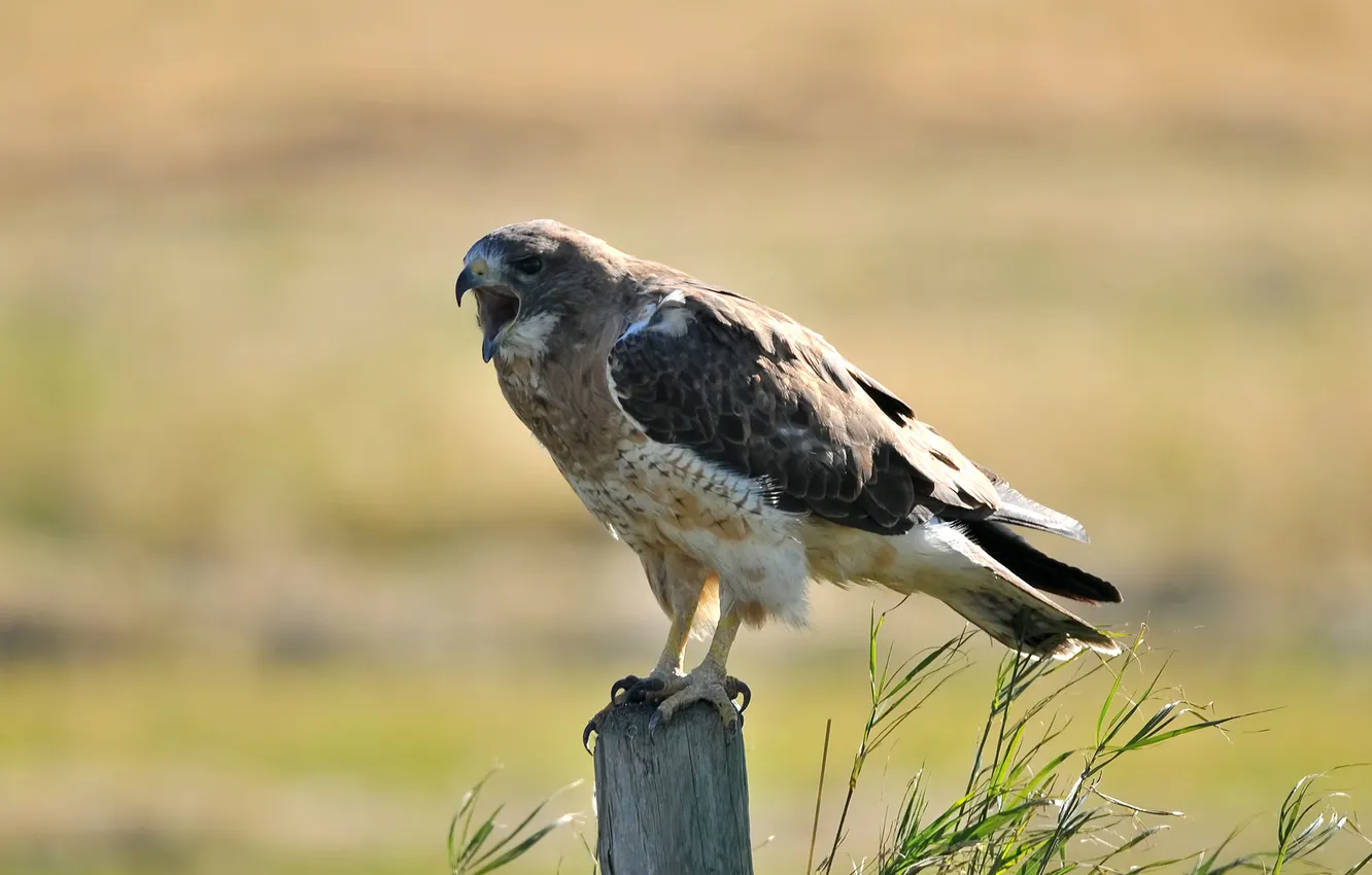 Photo wallpaper grass, bird, posts, stump, Sunny, hawk