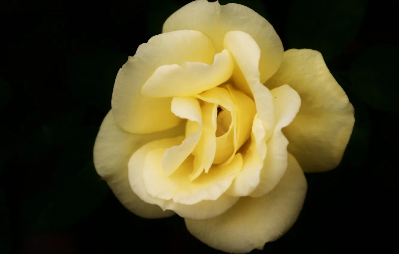 Photo wallpaper flower, macro, rose, yellow