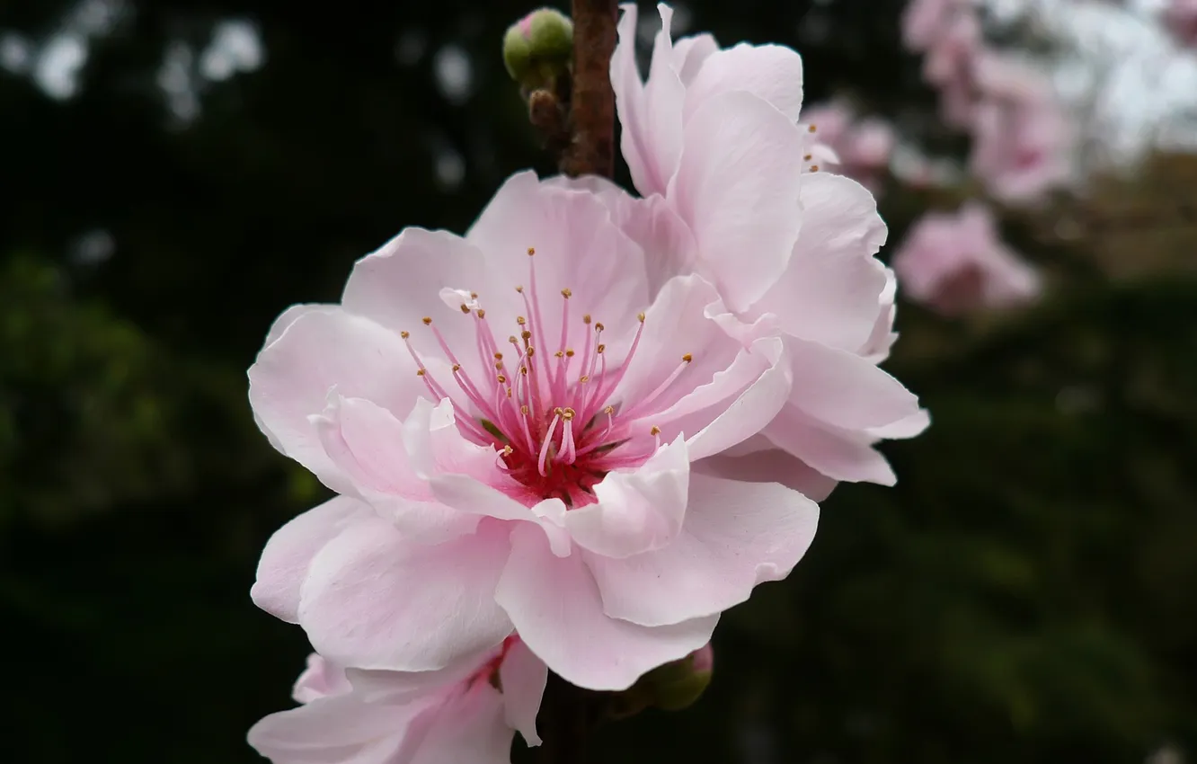 Photo wallpaper macro, flowers, branches, spring, Sakura, pink