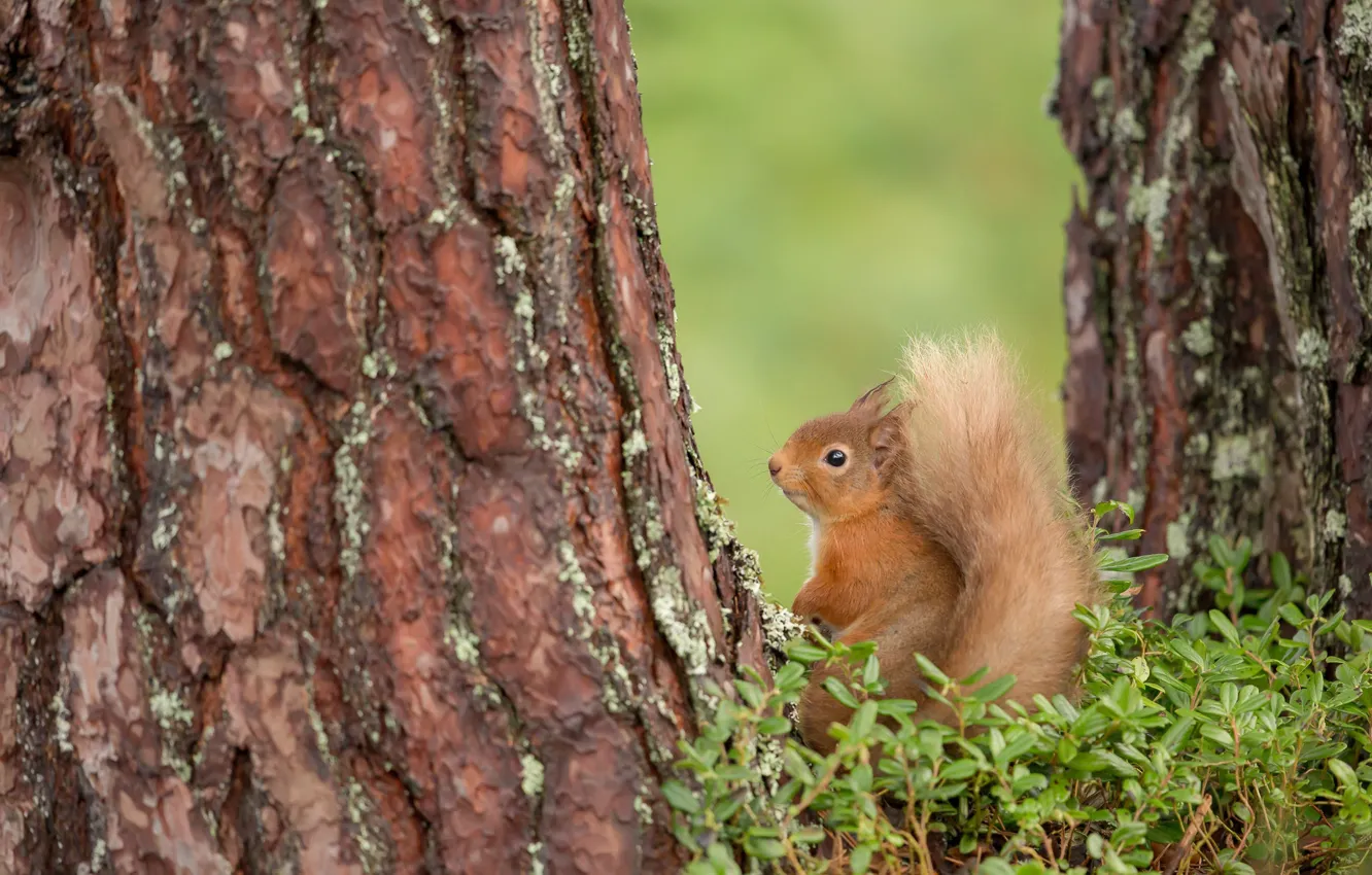 Photo wallpaper trees, protein, tail, red