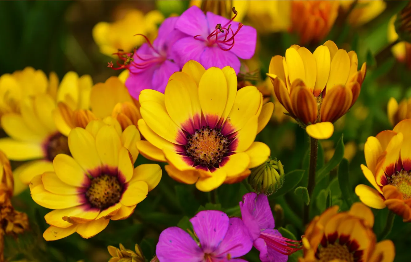 Photo wallpaper colors, spring, flowers, flowers, spring, Osteospermum