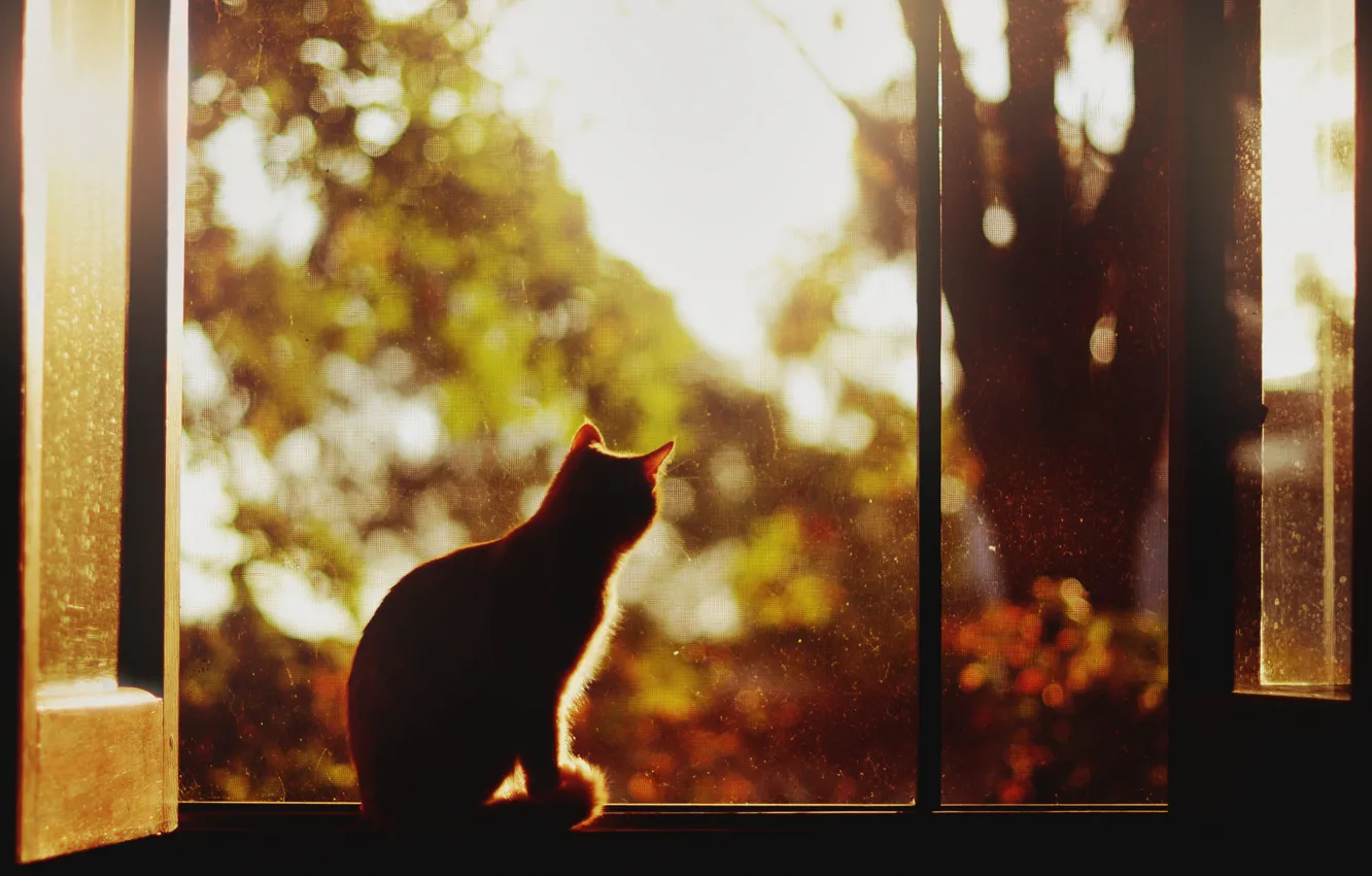 Photo wallpaper cat, trees, window