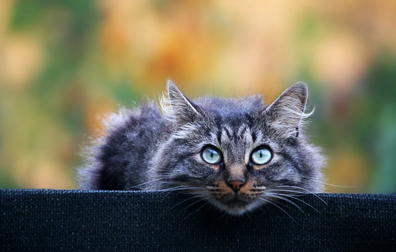 Photo wallpaper cat, look, grey, background, fluffy