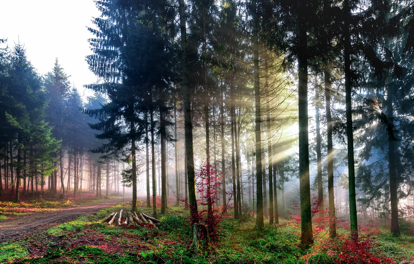Photo wallpaper forest, rays, light, trees