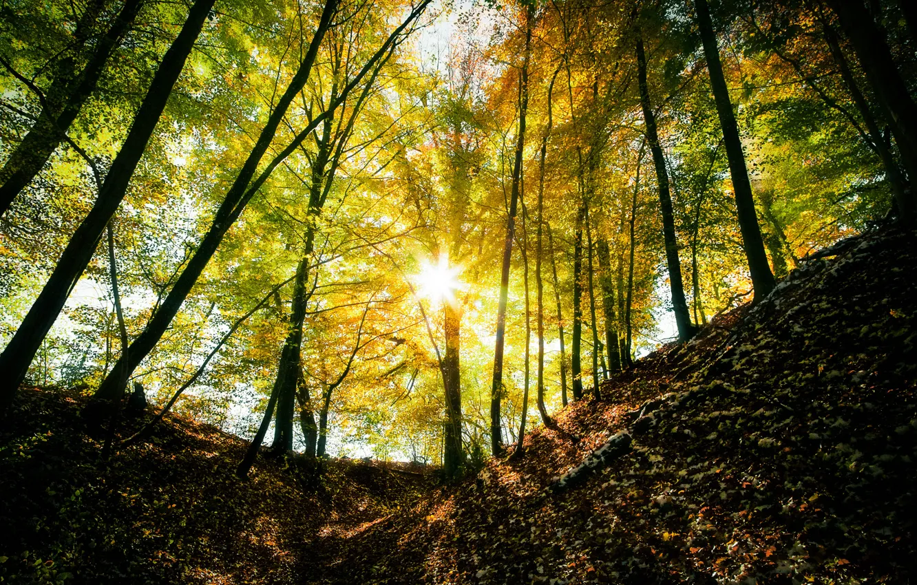 Photo wallpaper autumn, forest, the sun, rays, light, trees