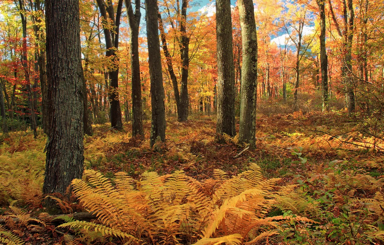 Photo wallpaper autumn, forest, nature