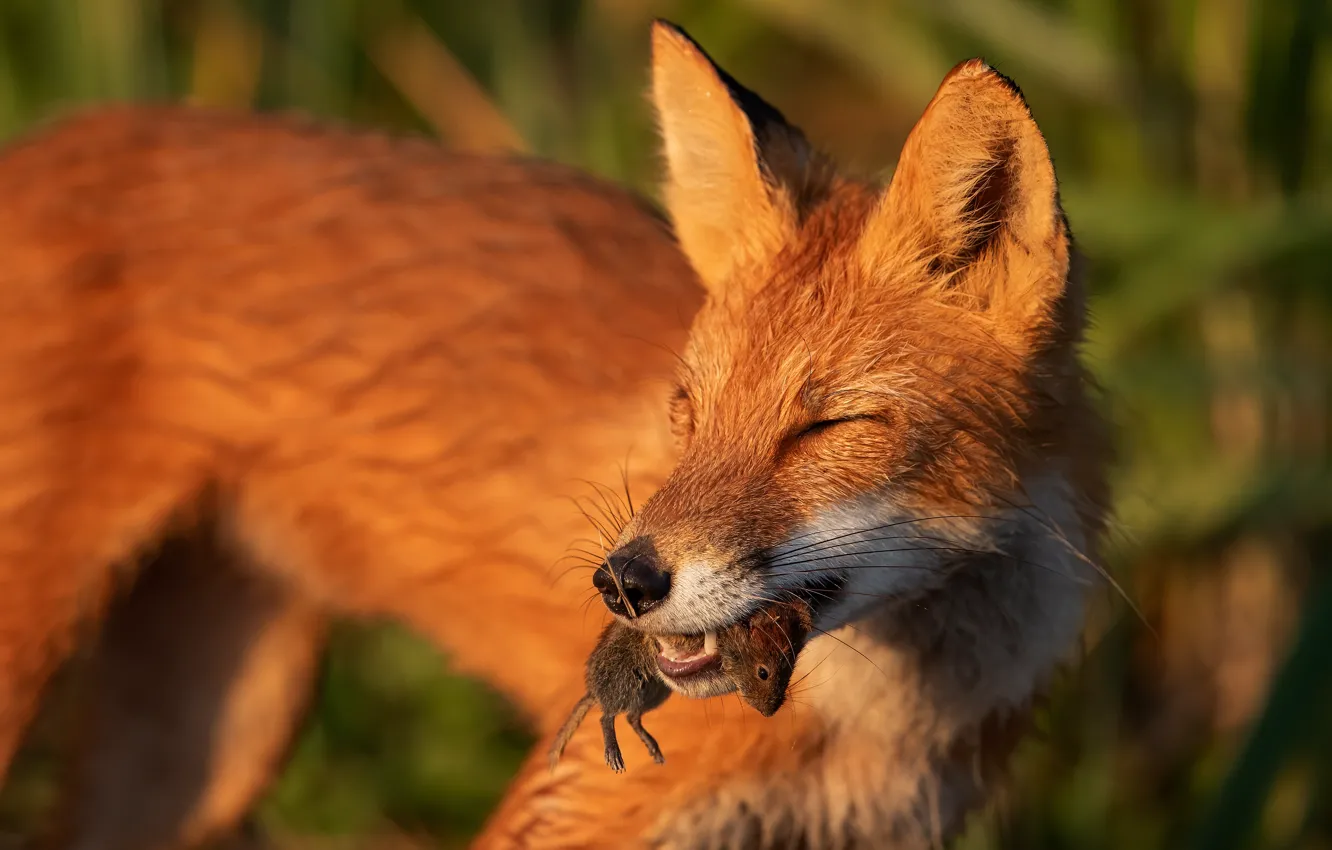 Photo wallpaper face, mouse, mouse, Fox, red, mining