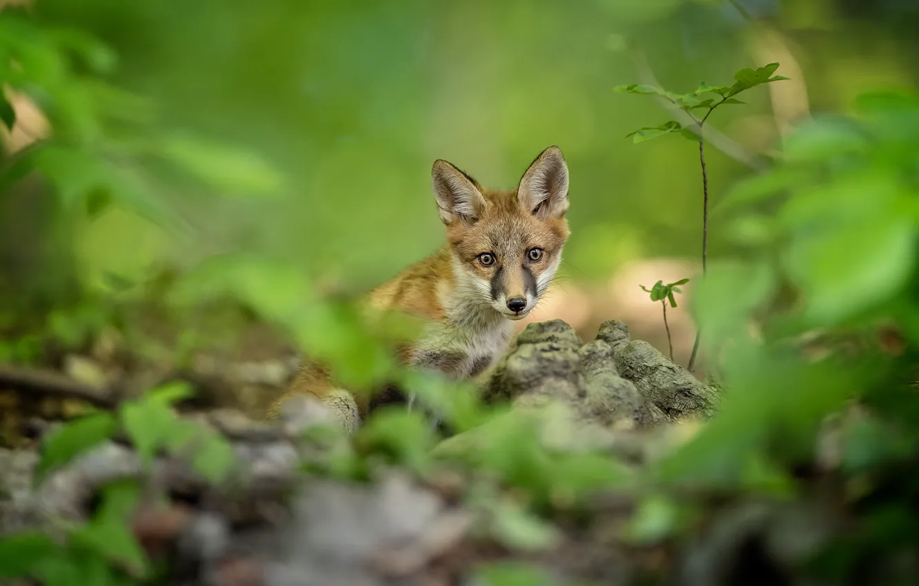 Photo wallpaper look, Fox, Fox