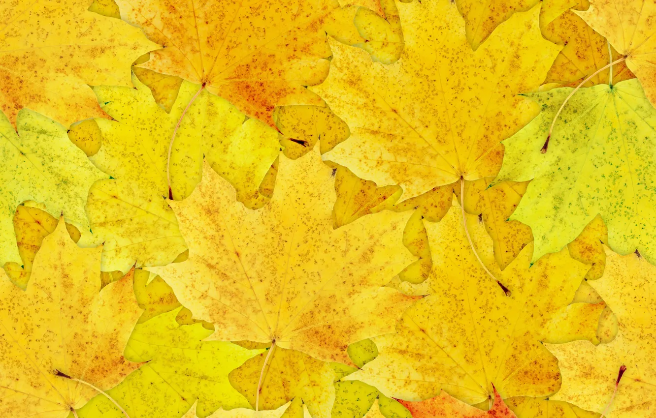 Photo wallpaper leaves, maple, a lot
