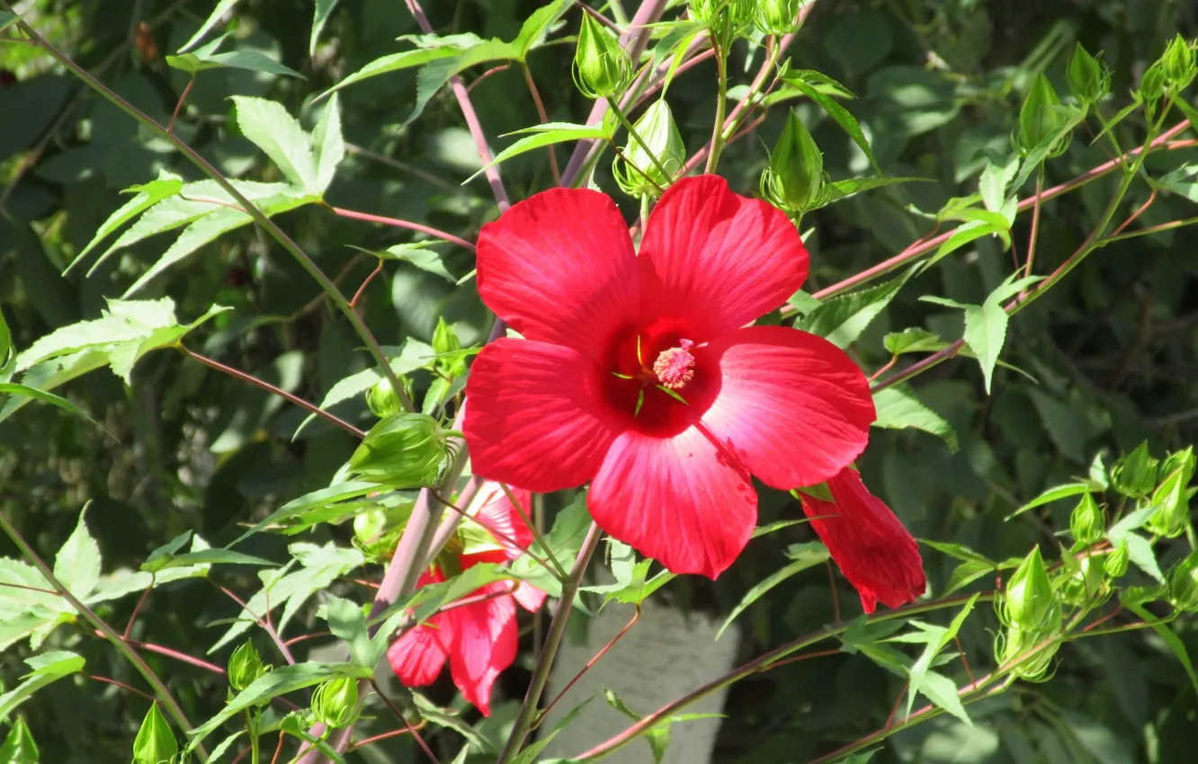 Photo wallpaper hibiscus, Meduzanol ©, Summer 2018