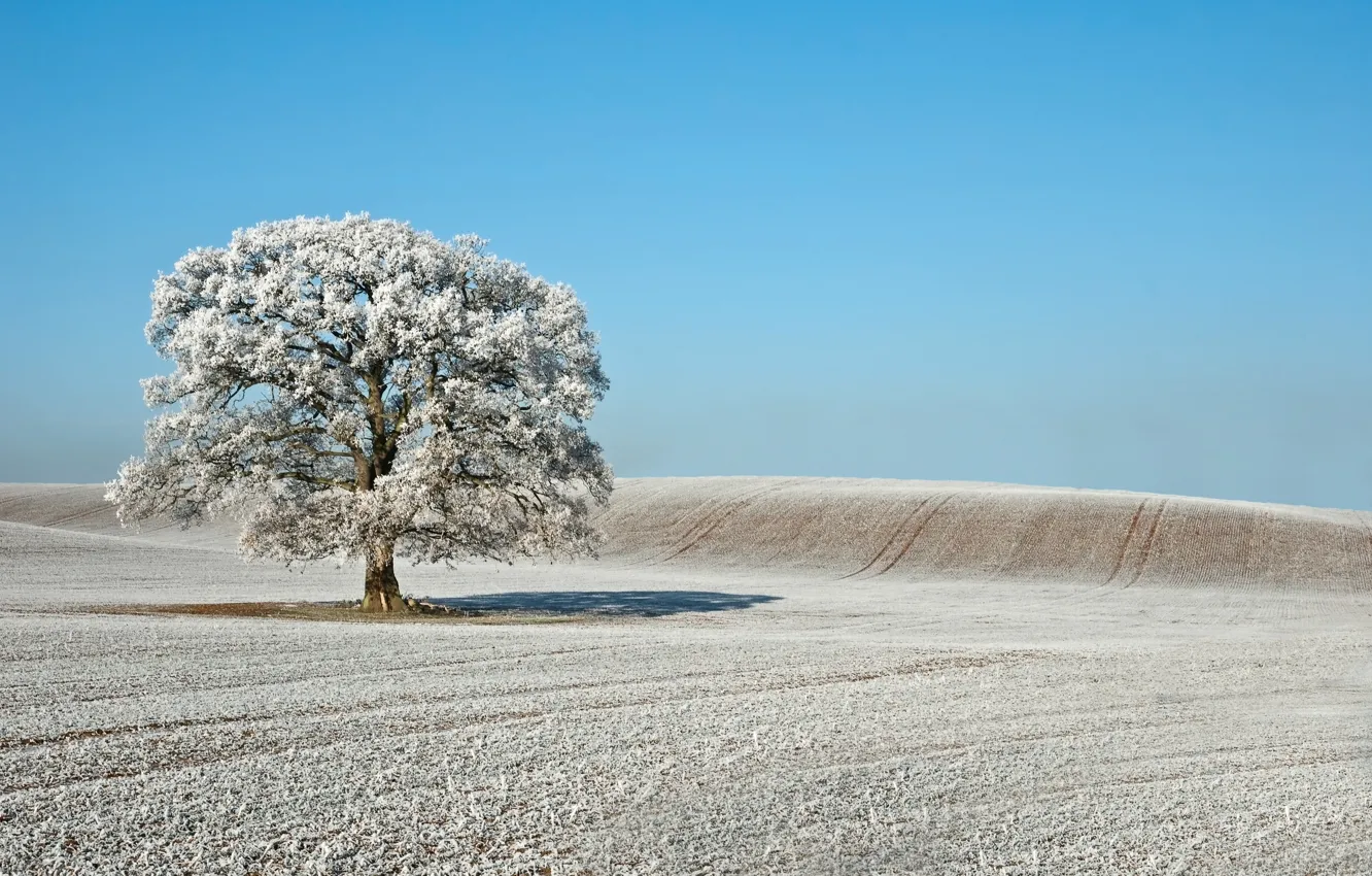 Photo wallpaper frost, field, tree, The sky, winter.