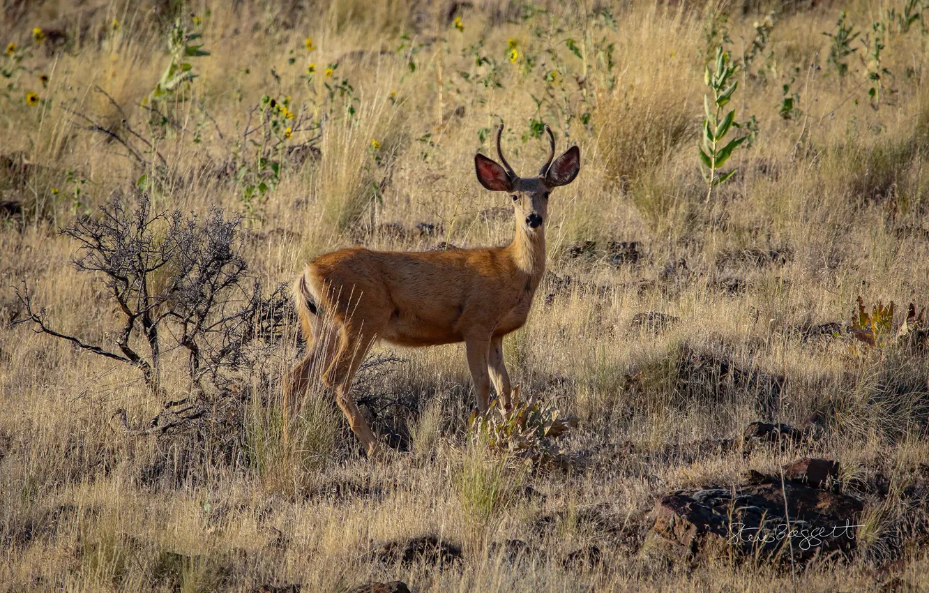 Photo wallpaper field, stones, vegetation, horns, Oh Deer