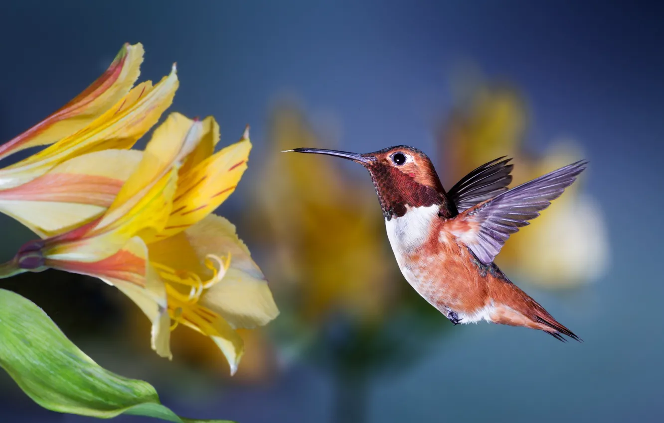 Photo wallpaper flower, Hummingbird, flight, bird, Patricia Ware