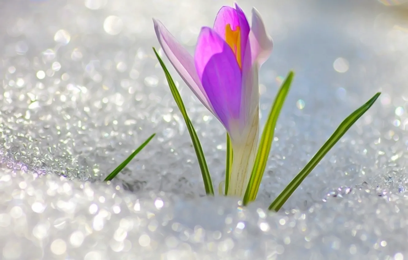 Photo wallpaper flower, snow, cute, spring, flower, Krokus, snowdrop, spring