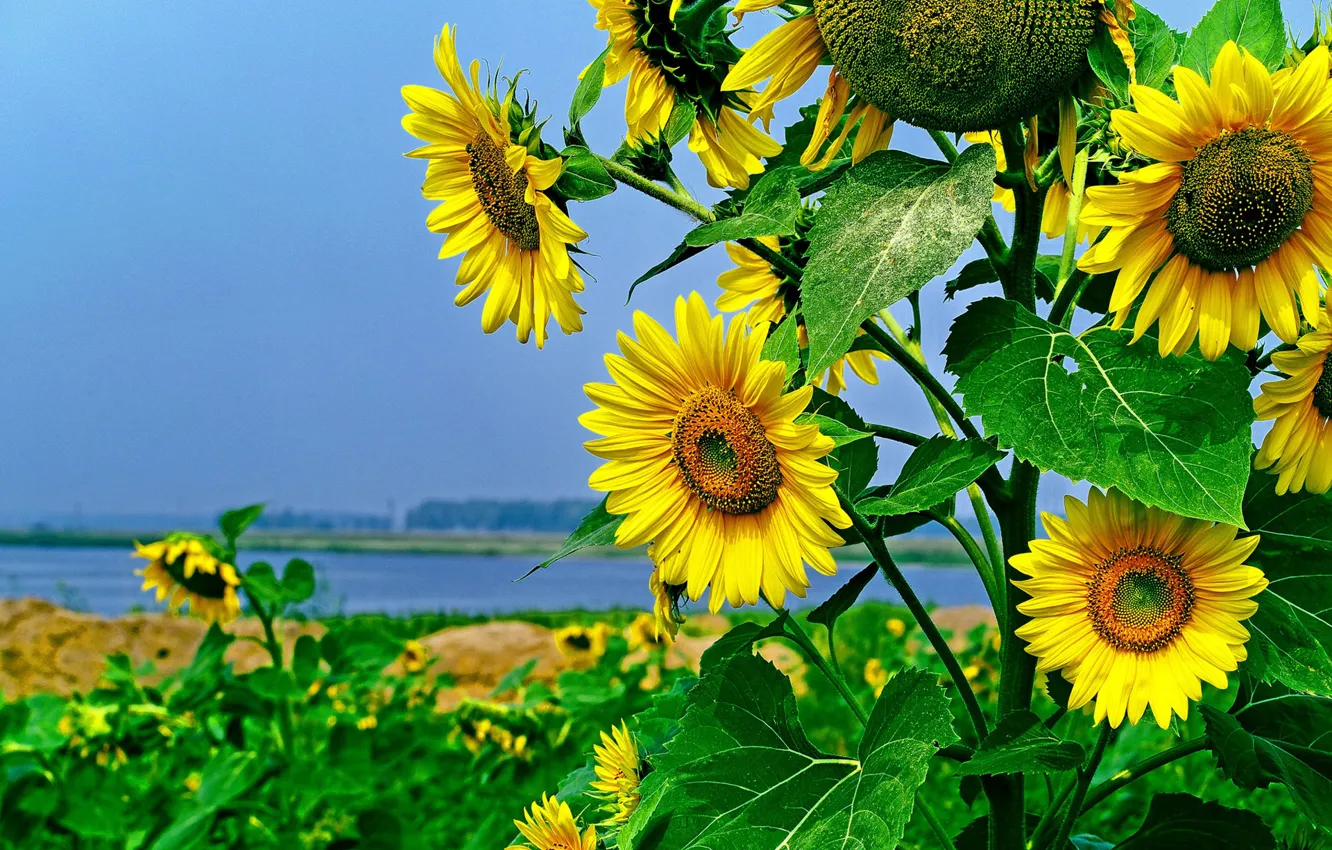 Photo wallpaper sunflowers, nature, suns