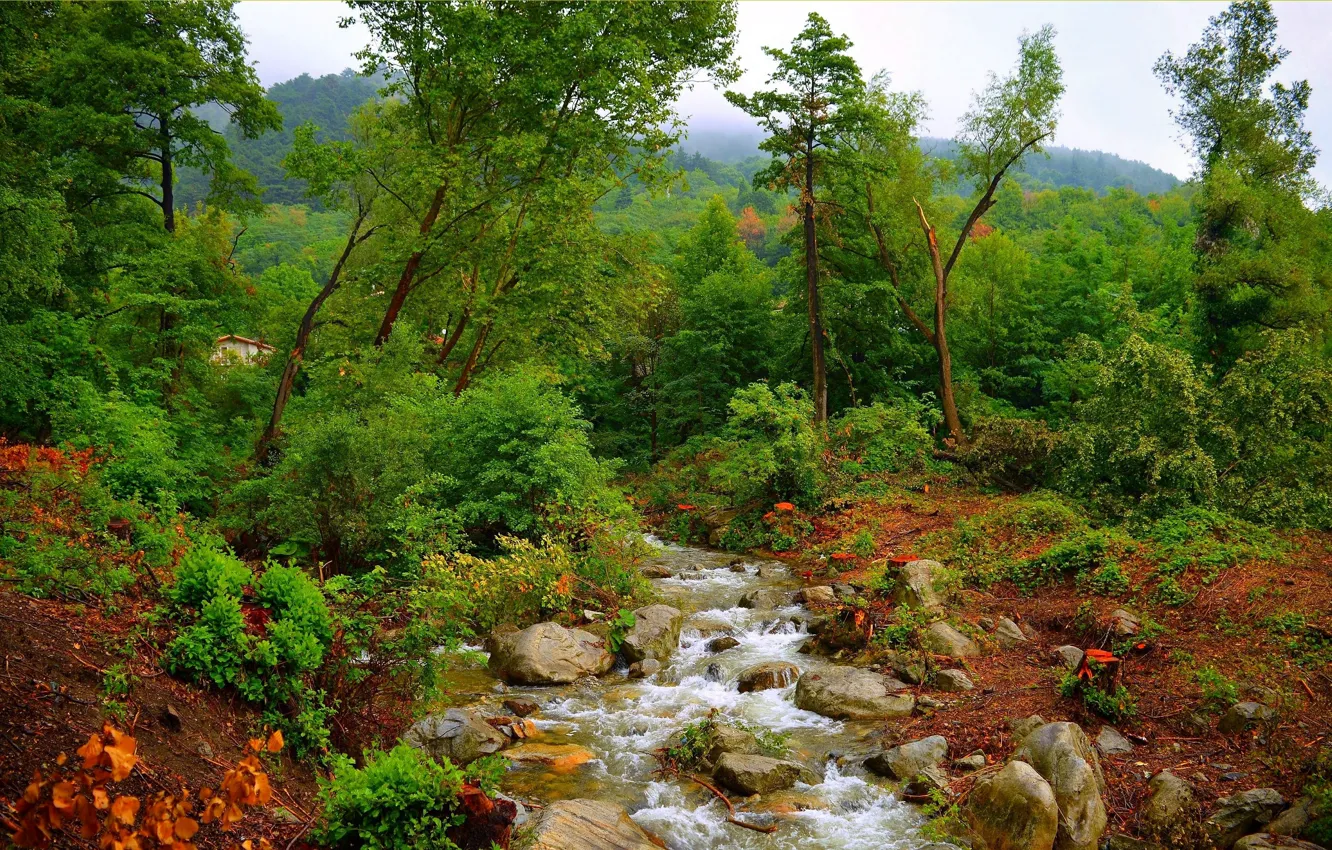 Photo wallpaper trees, landscape, nature, stream, stones, stream, river, trees