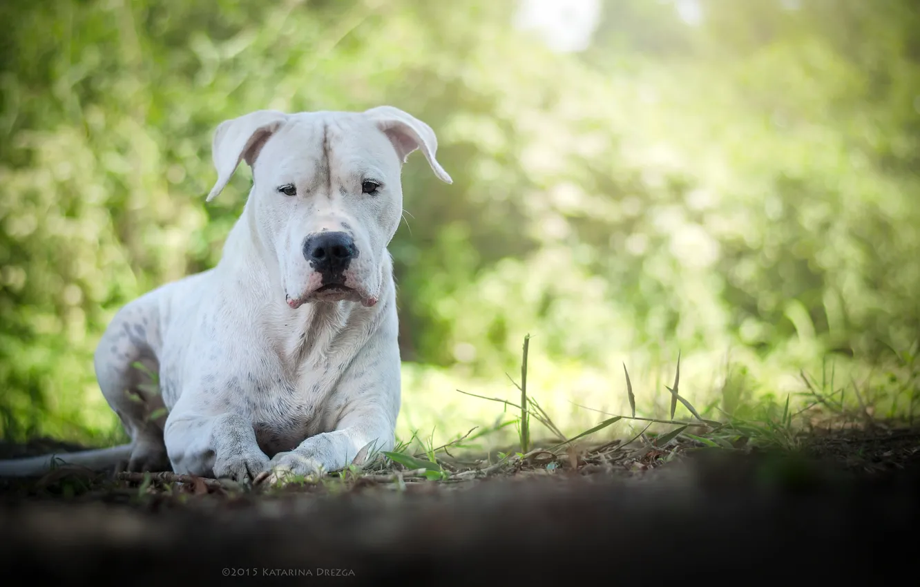 Photo wallpaper look, each, dog