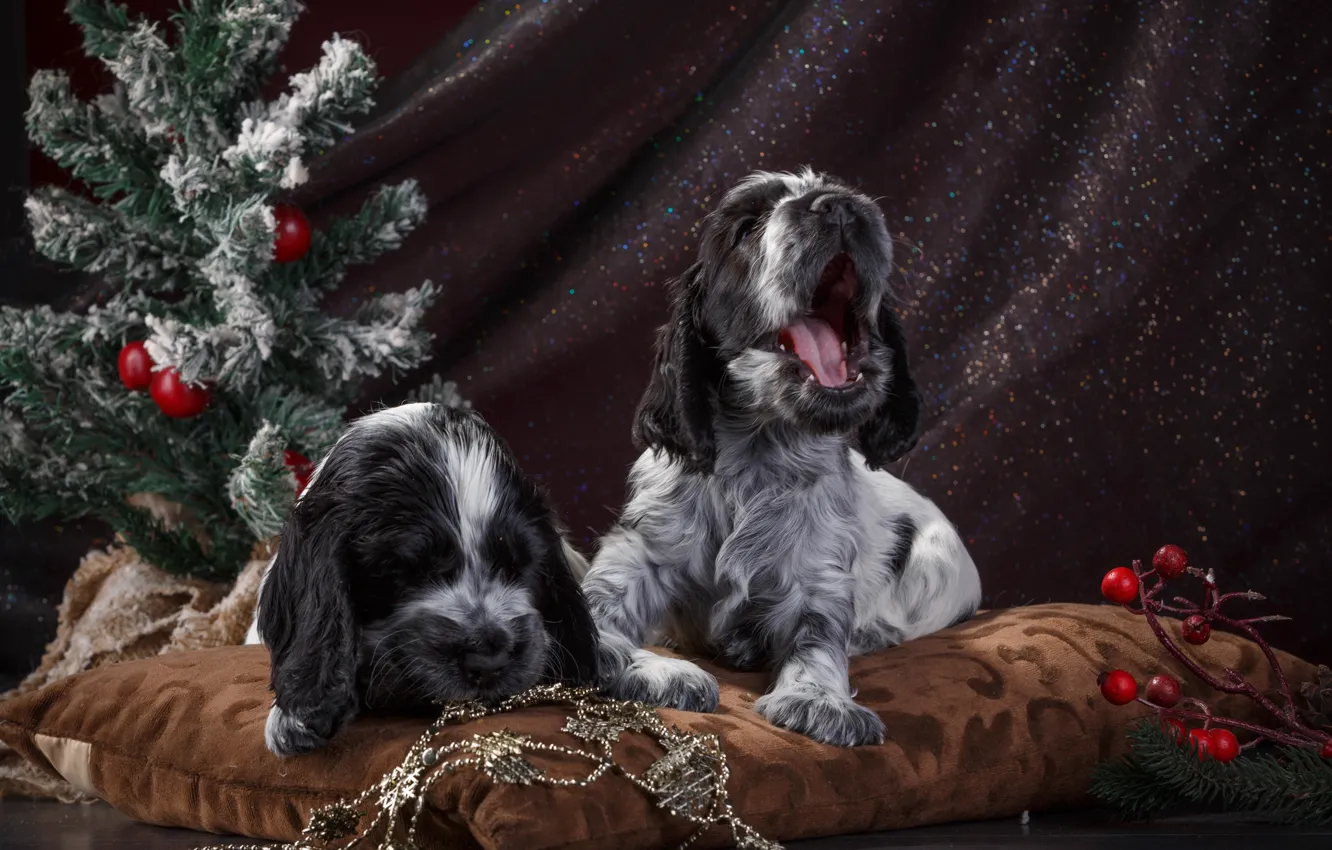 Photo wallpaper language, baby, puppy, Duo, Spaniel, spotted