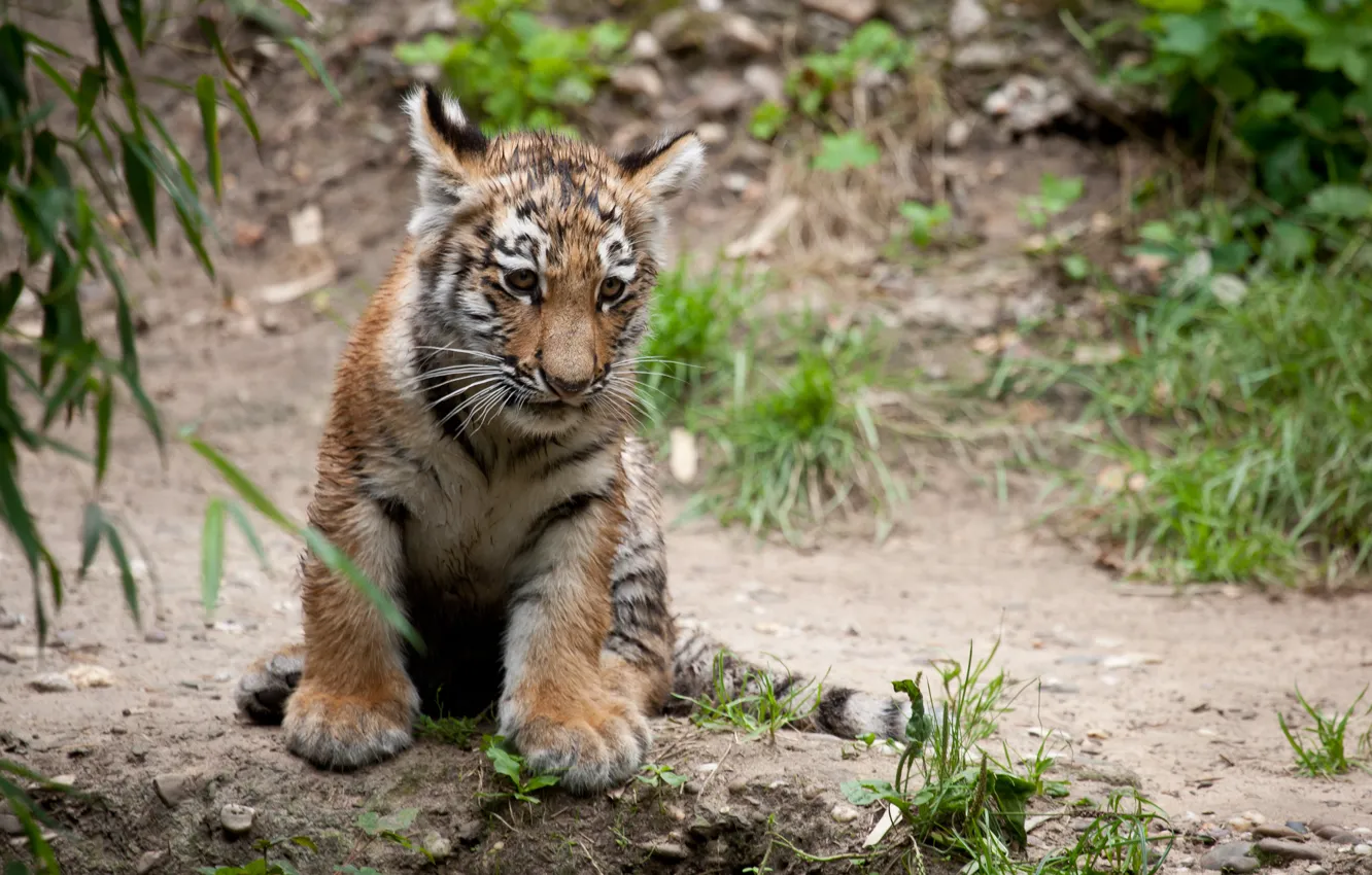 Photo wallpaper cat, tiger, cub, tiger