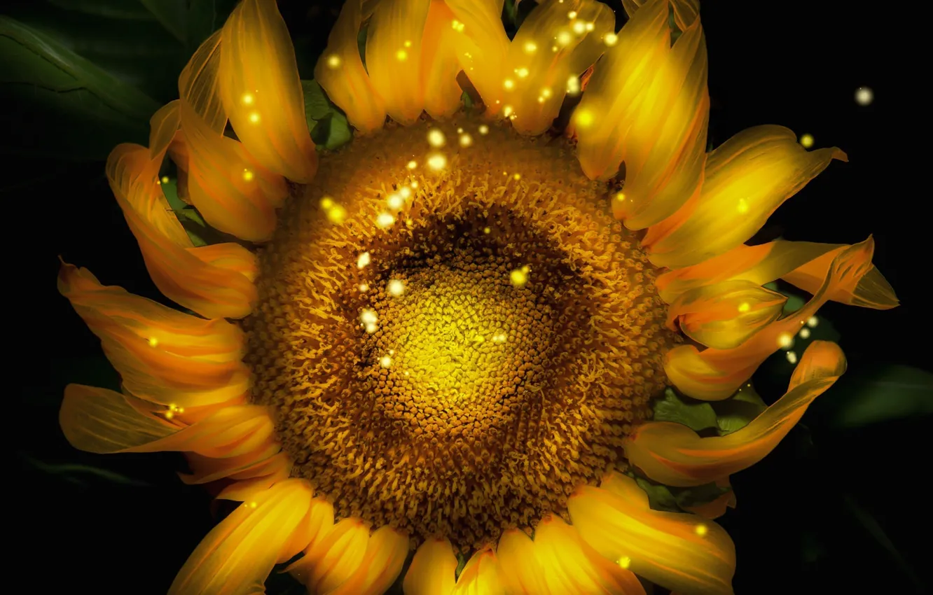 Photo wallpaper flower, sunflower, computer design