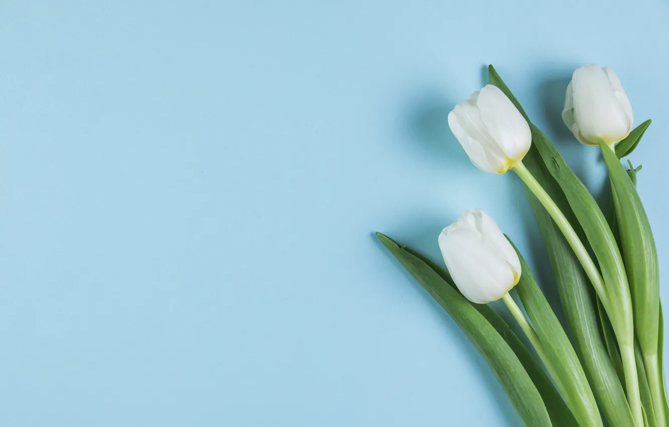 Photo wallpaper flowers, tulips, white, white, flowers, beautiful, blue background, tulips