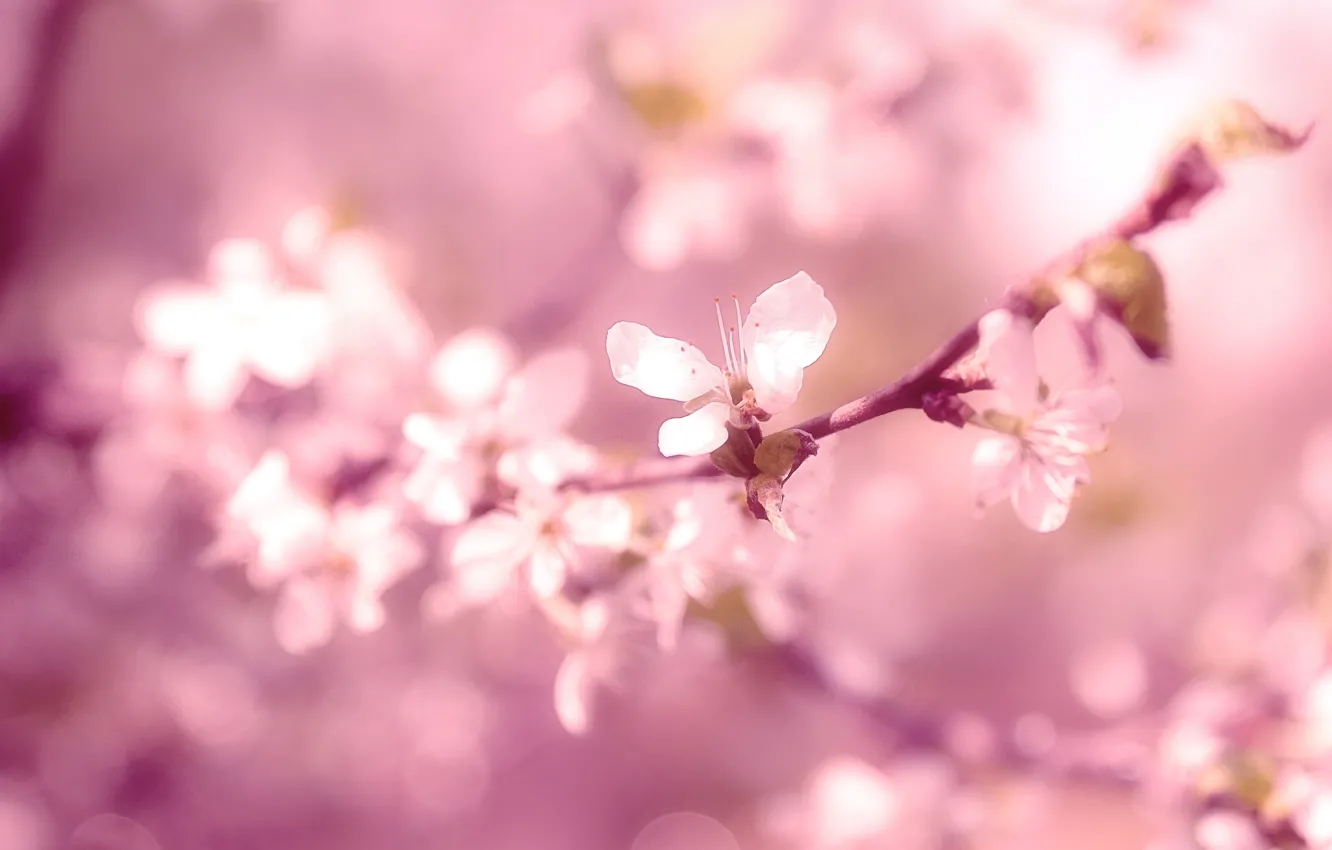 Photo wallpaper flowers, branches, spring