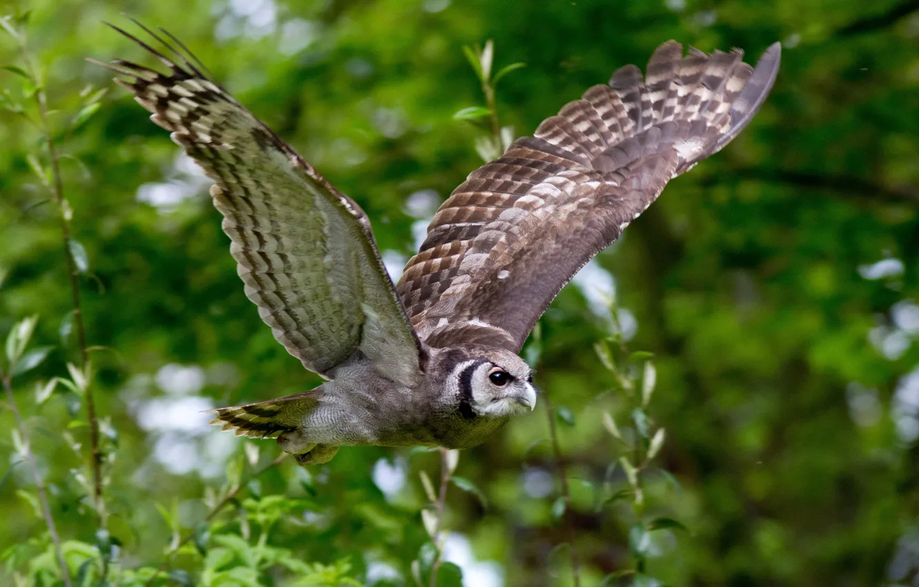 Photo wallpaper flight, branches, owl, bird, wings
