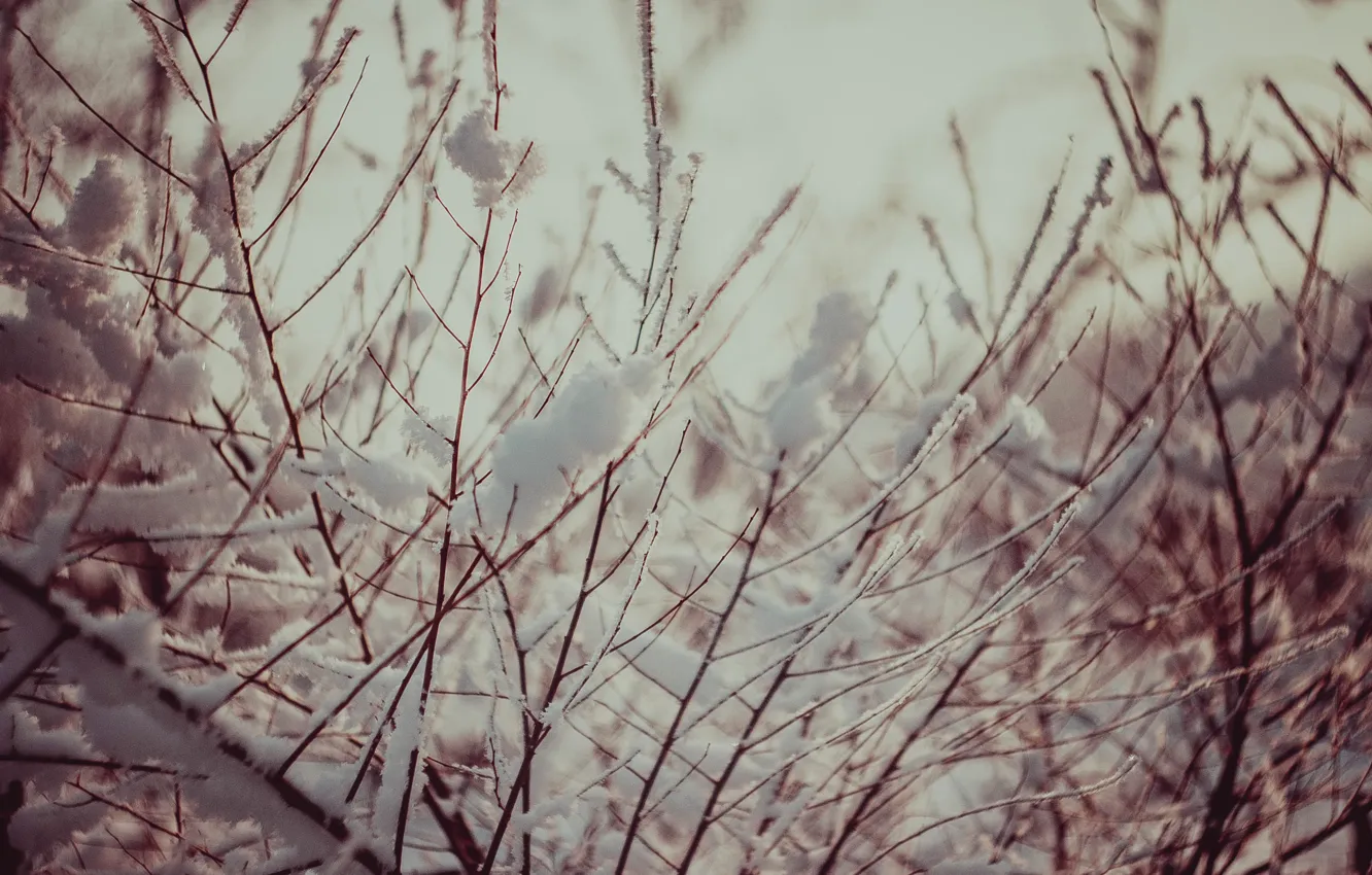Photo wallpaper snow, tree, Winter, Twigs