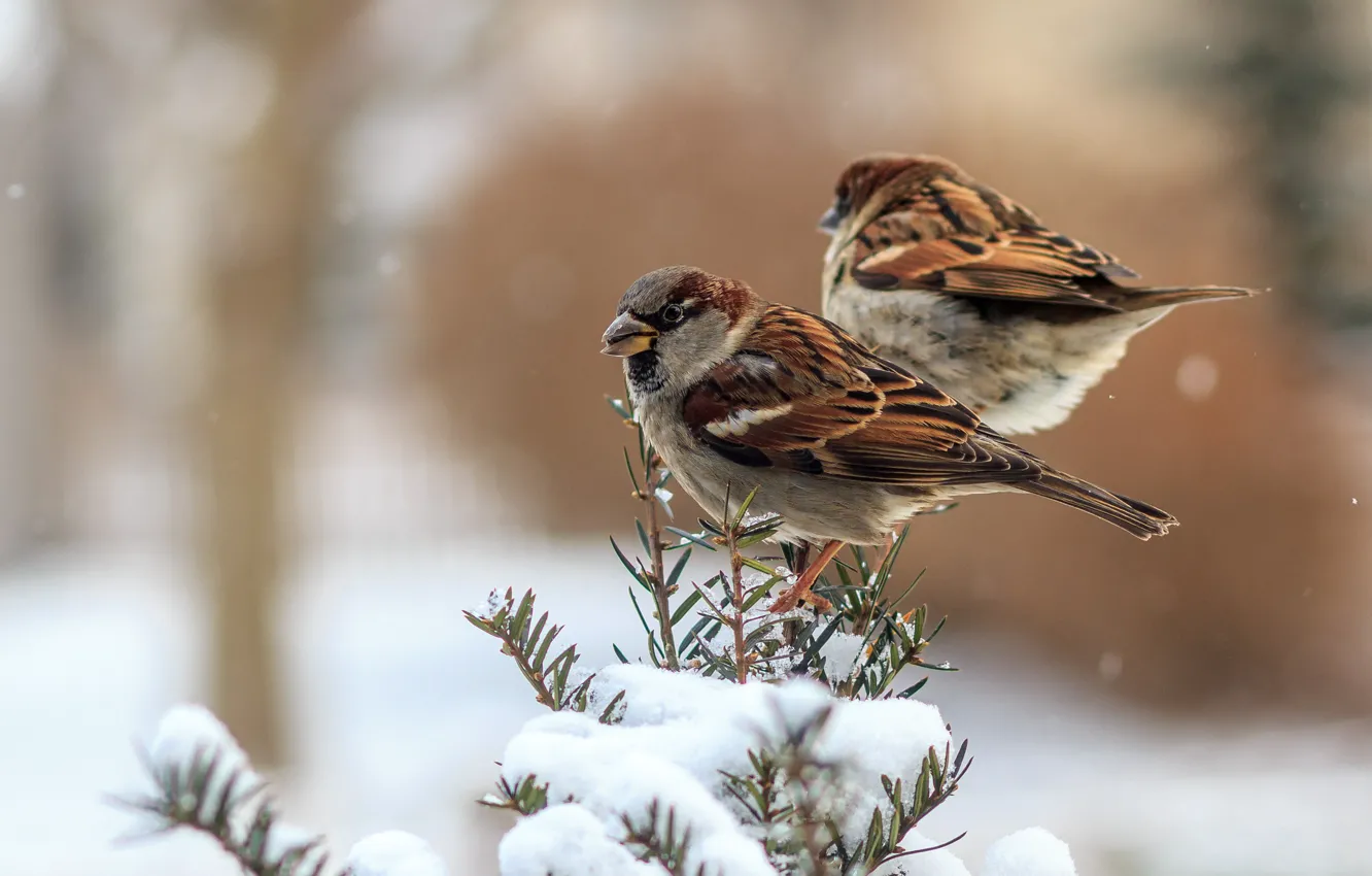 Photo wallpaper winter, feathers, birds, sparrows