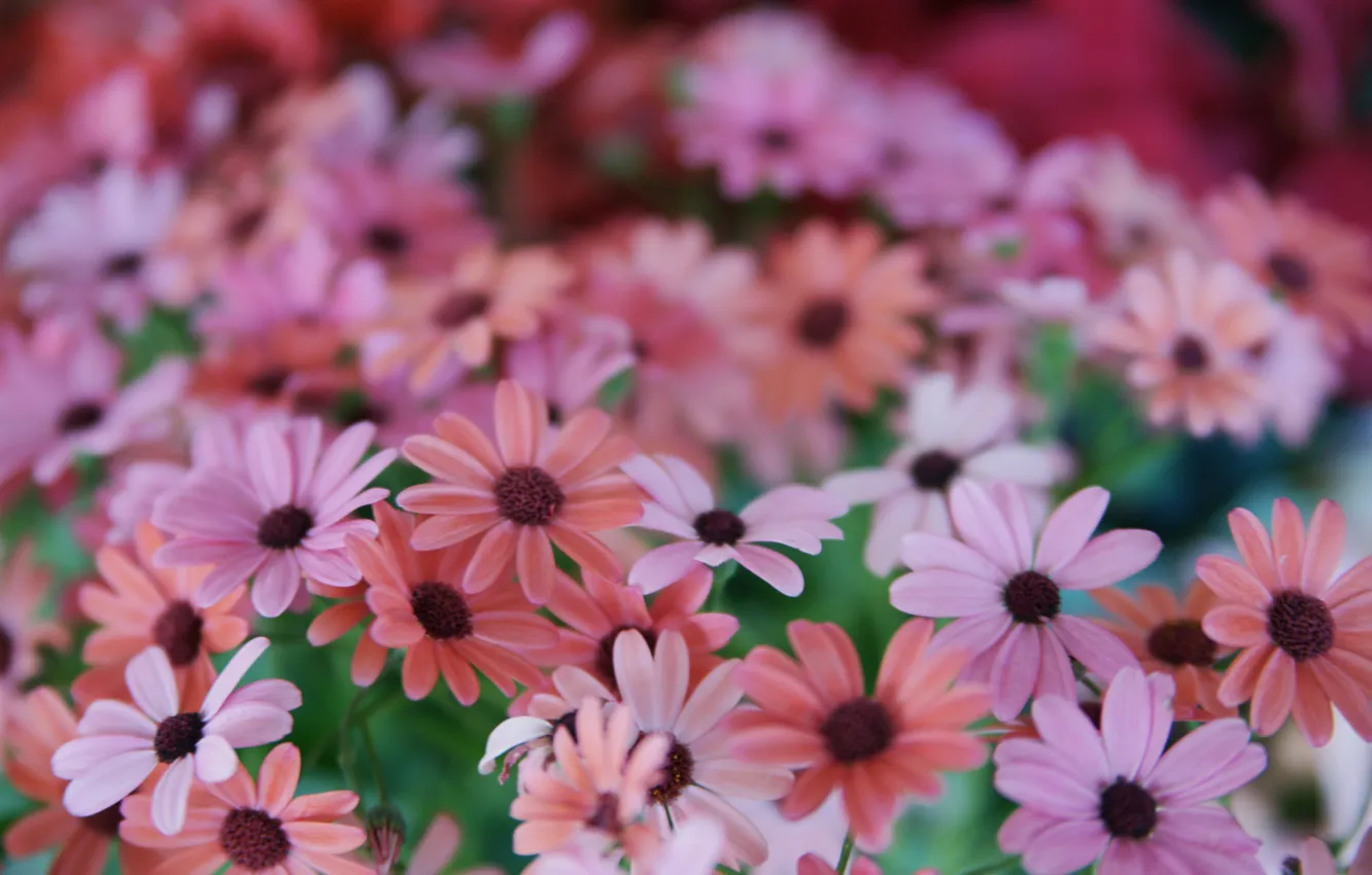 Photo wallpaper flowers, different, chrysanthemum, a lot