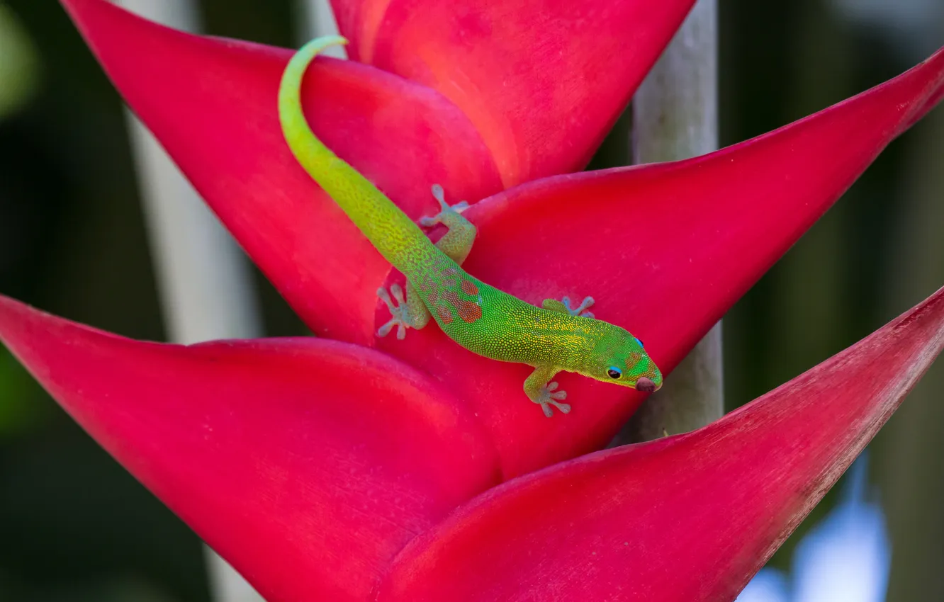 Photo wallpaper flower, plant, lizard, Gecko