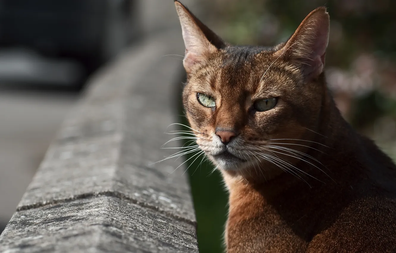 Photo wallpaper eyes, cat, mustache, Kote