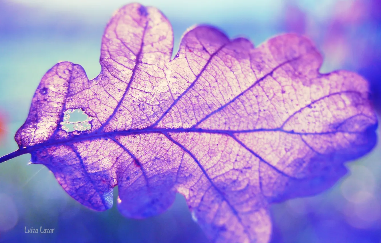 Photo wallpaper macro, close-up, nature, sheet, macro