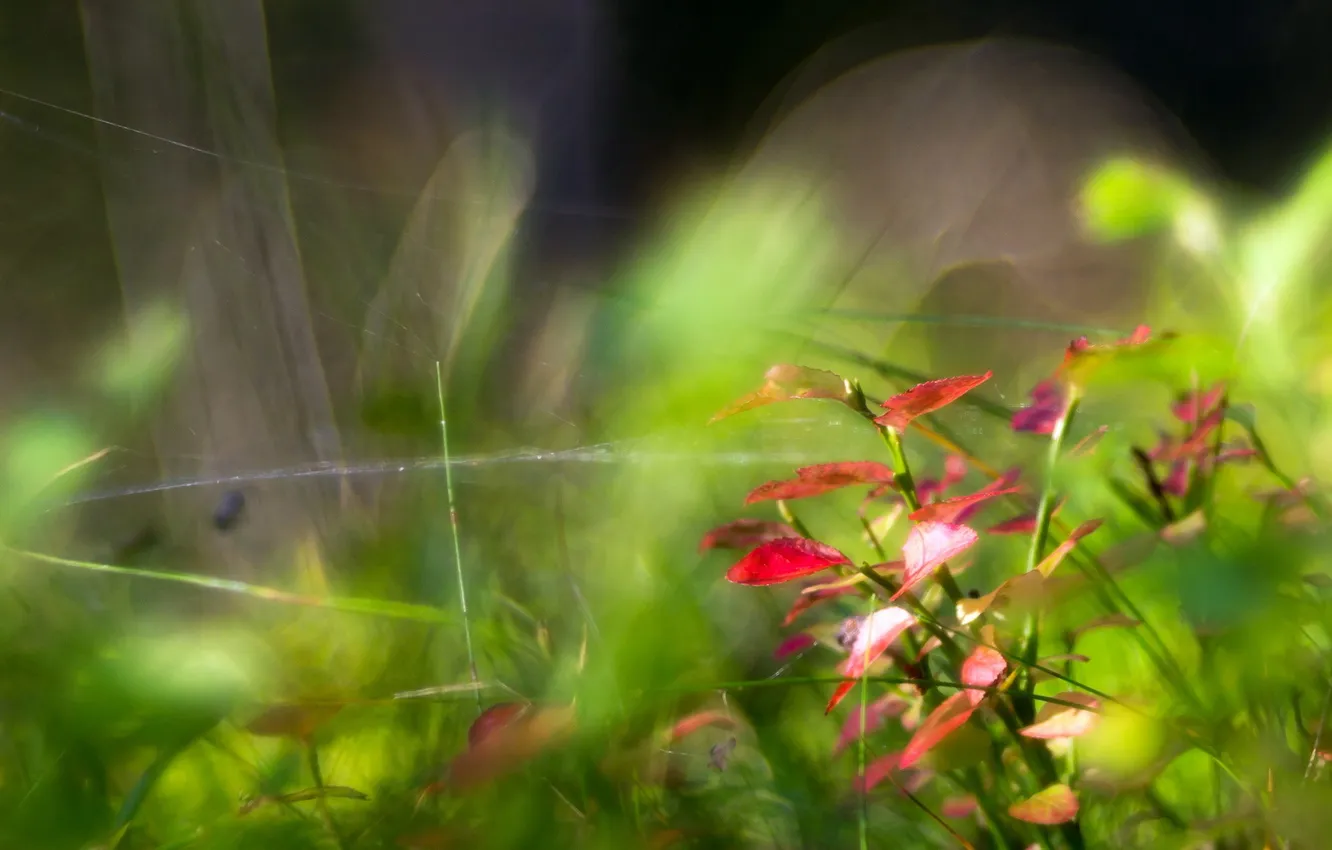 Photo wallpaper macro, nature, plant