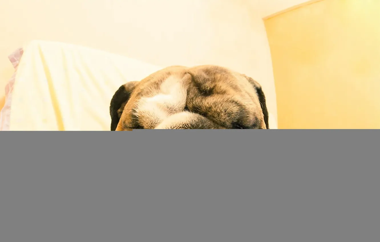 Photo wallpaper each, home, dog