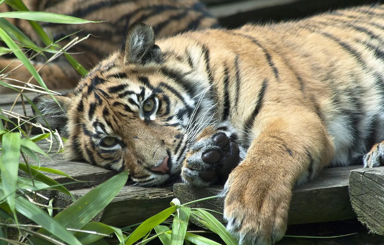 Photo wallpaper predator, tiger, Sumatran tiger