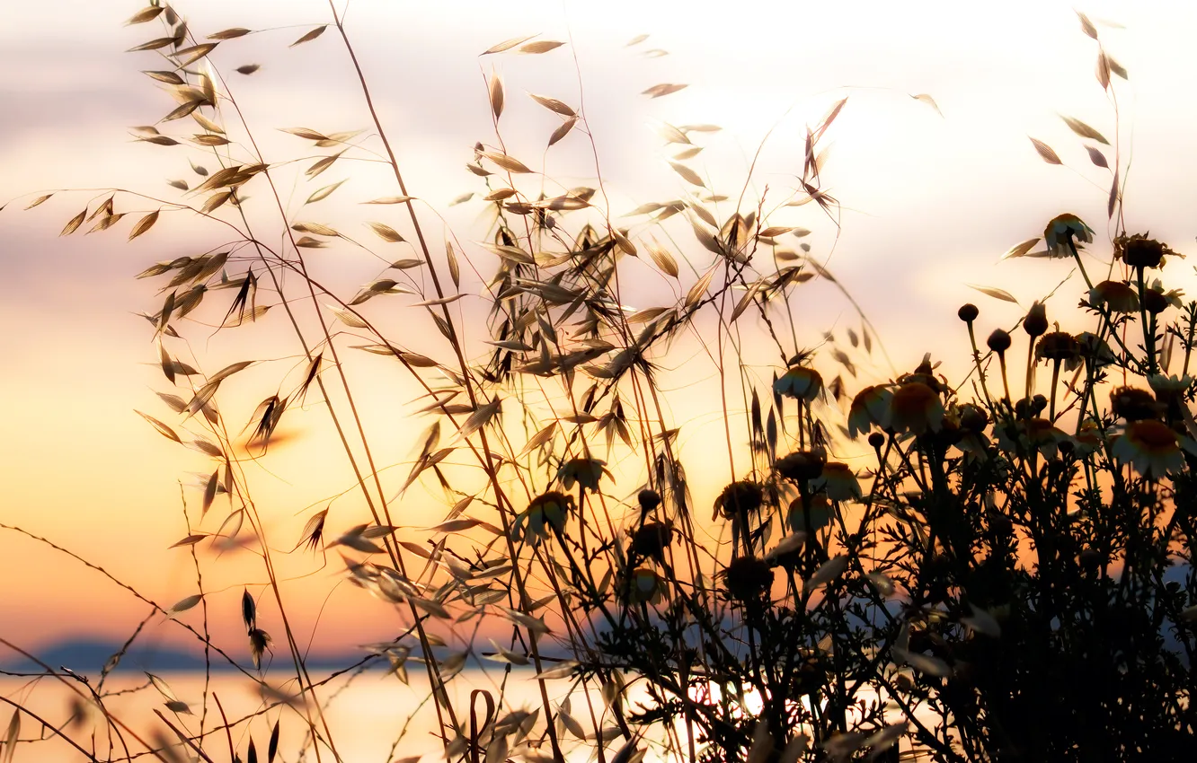 Photo wallpaper summer, the sky, nature, shore, chamomile, a blade of grass