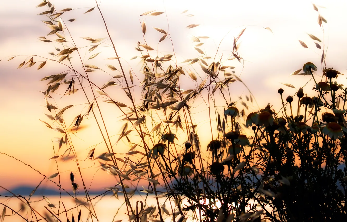 Photo wallpaper summer, the sky, nature, shore, chamomile, Grass