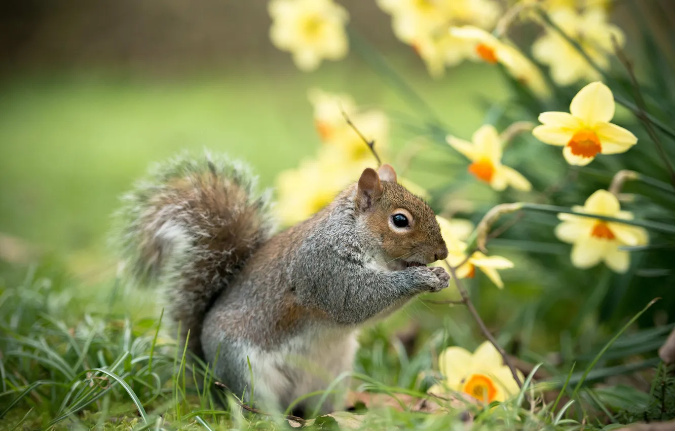 Photo wallpaper summer, grass, flowers, nature, animal, protein, daffodils, rodent