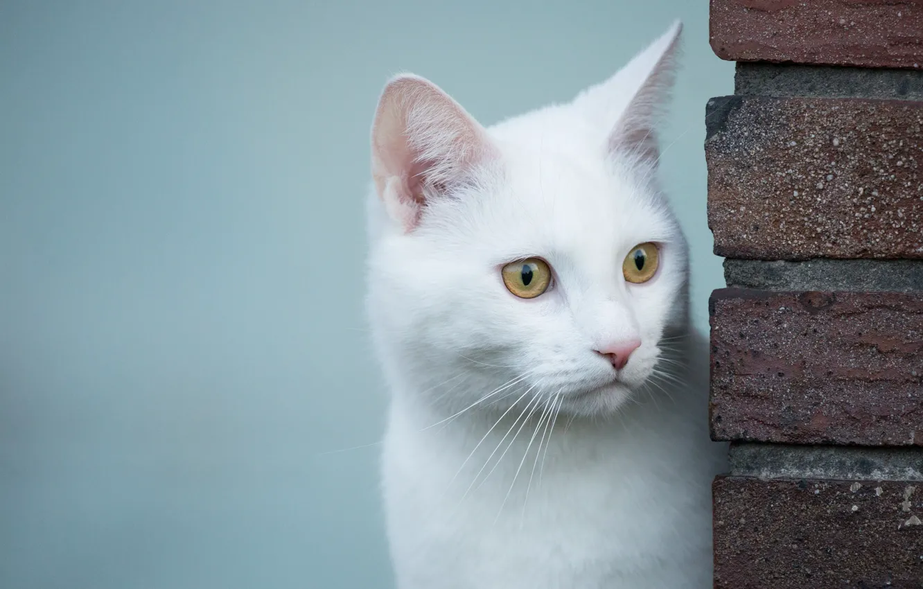 Photo wallpaper look, white cat, white cat