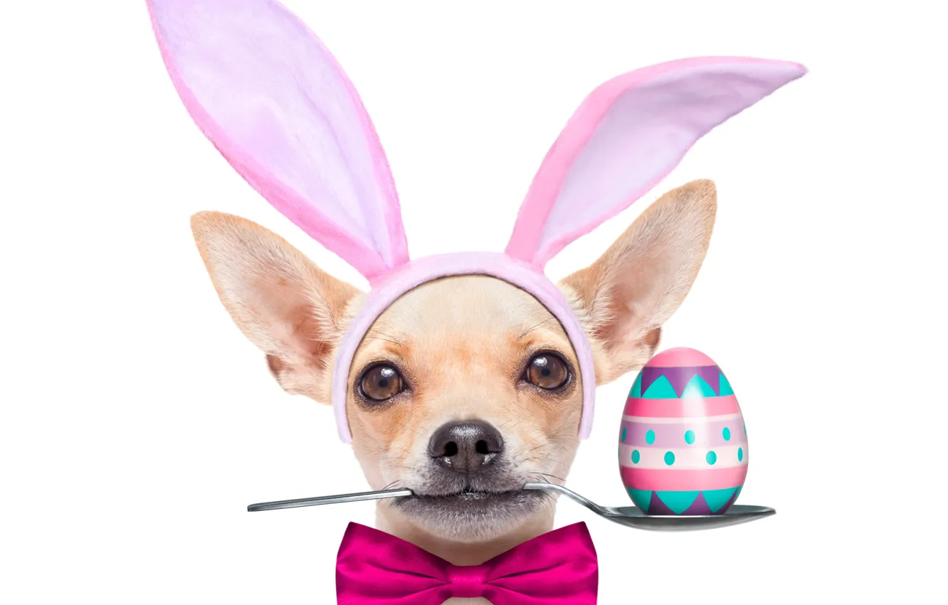 Photo wallpaper egg, dog, Easter, spoon, ears, holidays, bow, Chihuahua