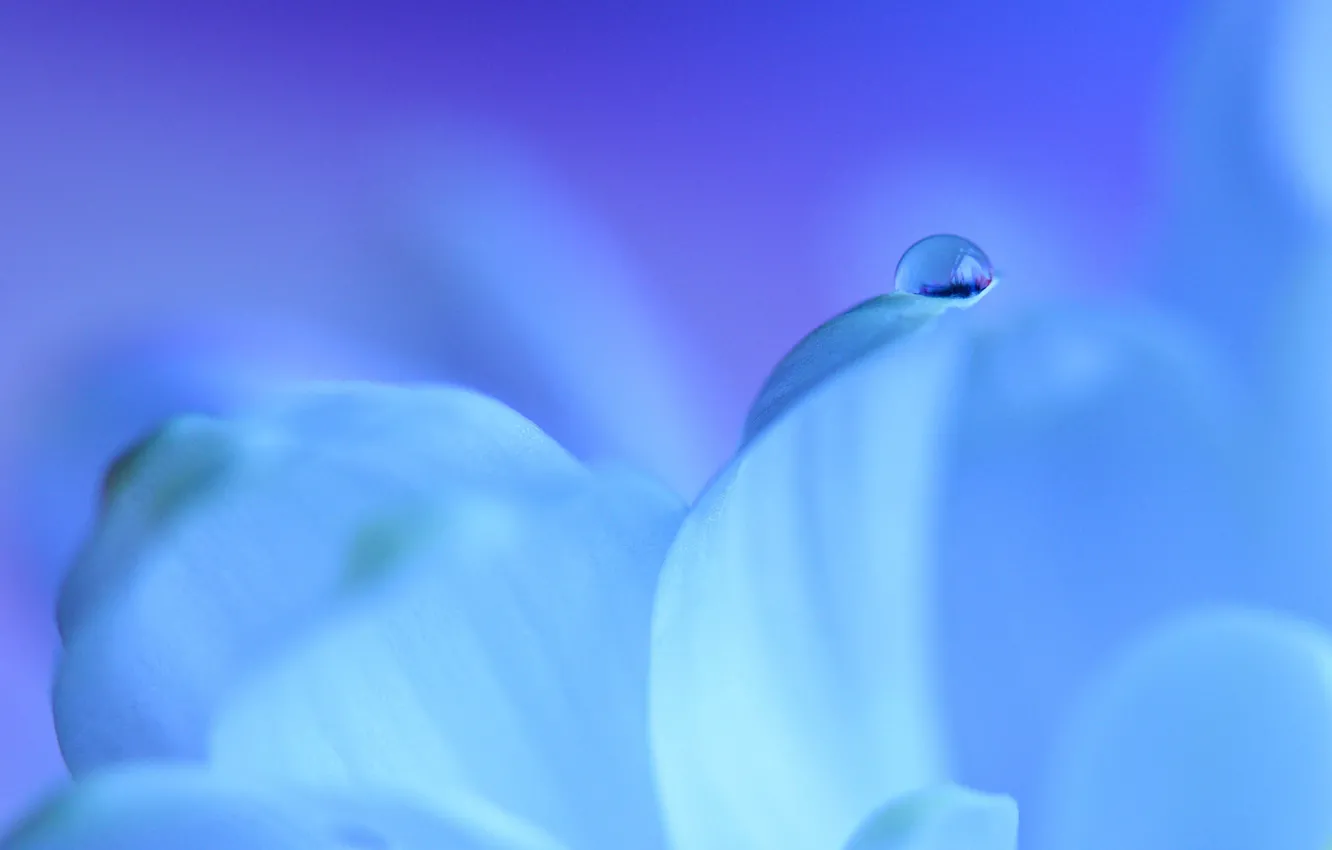 Photo wallpaper flower, water, drop, petals