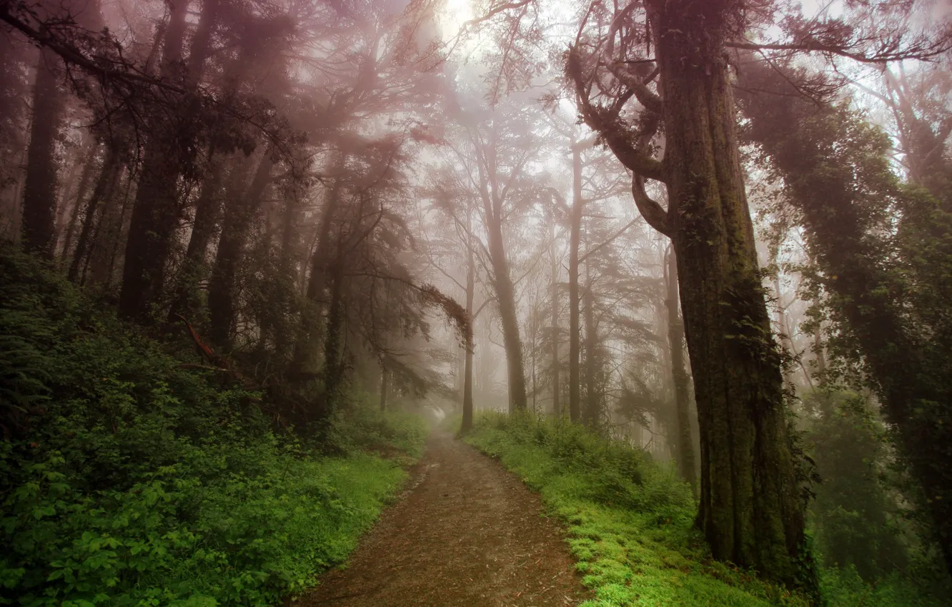 Photo wallpaper road, mountains, nature, fog