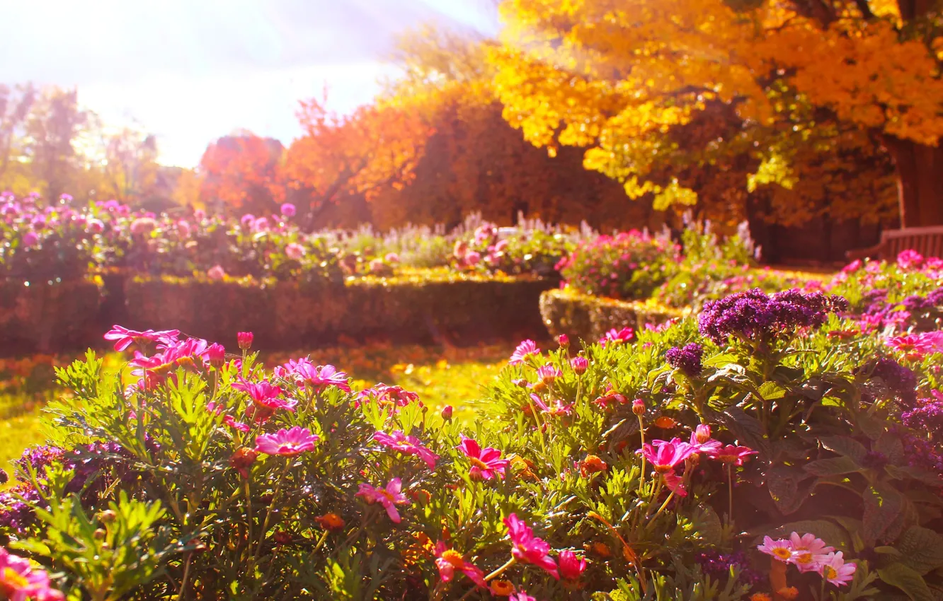 Photo wallpaper flower, park, autumn, garden, fall, blooming